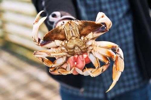 A person holding a large crab with prominent claws, showcasing its detailed shell and colors.