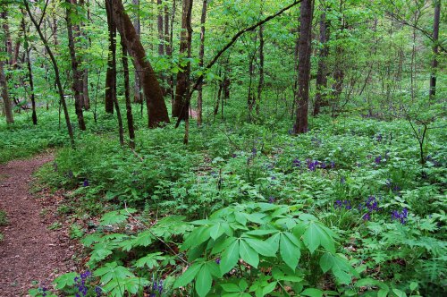 A lush green forest path surrounded by vibrant foliage and wildflowers, creating a serene natural setting.
