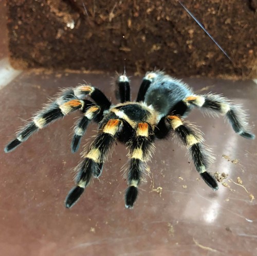 A close-up of a black and orange tarantula on a clear surface, with a brown background of soil.