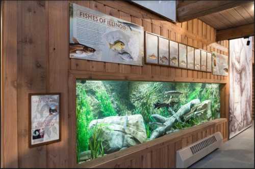 Aquarium display featuring various Illinois fish species, surrounded by wooden walls and informational panels.