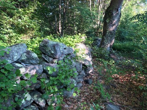A stone wall covered in green foliage, surrounded by trees and a forest floor of leaves.