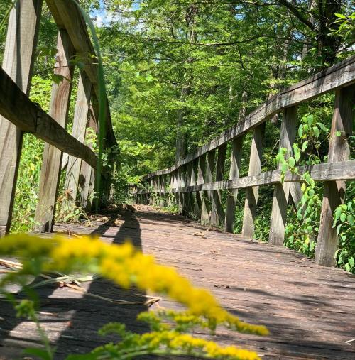 A wooden bridge surrounded by lush greenery, leading into a serene natural setting.