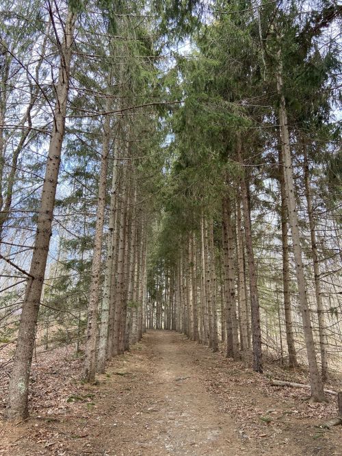A narrow dirt path lined with tall, slender trees, creating a serene forest tunnel.