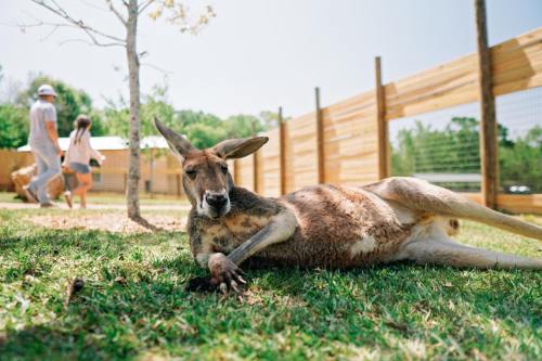 A kangaroo relaxes on the grass while a family walks in the background near a wooden fence.