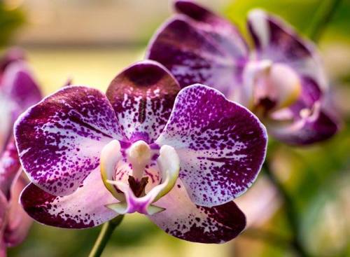 Close-up of vibrant purple and white orchids with intricate patterns on their petals.