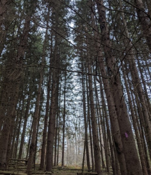 A view of tall trees in a dense forest, with a clear sky visible through the branches above.