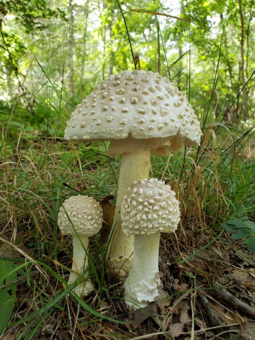 Three white mushrooms with textured caps growing in a grassy forest setting.