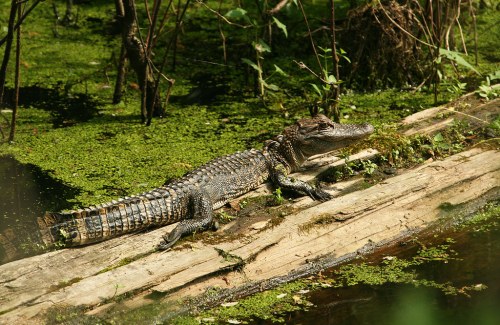 A crocodile sunbathing on a log in a lush, green wetland environment.