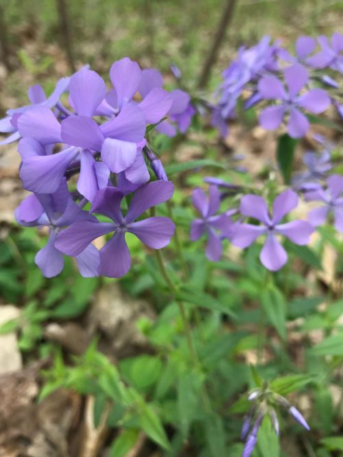 A cluster of delicate purple flowers surrounded by green leaves and forest floor debris.