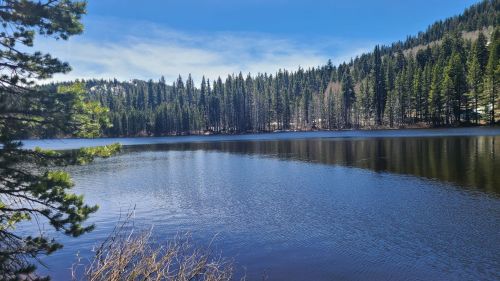 A serene lake surrounded by tall evergreen trees under a clear blue sky. Reflections shimmer on the water's surface.