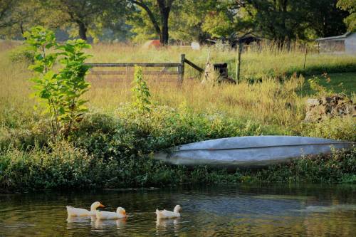 Three ducks swim in a calm pond beside a grassy bank and a silver boat, with trees and a fence in the background.