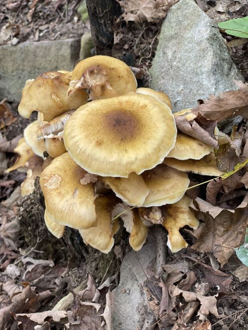 Cluster of yellowish mushrooms growing on a rocky surface, surrounded by fallen leaves and forest debris.