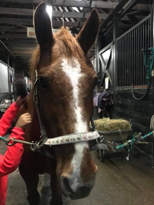A close-up of a brown horse in a stable, with a person gently brushing its neck. Hay is visible in the background.