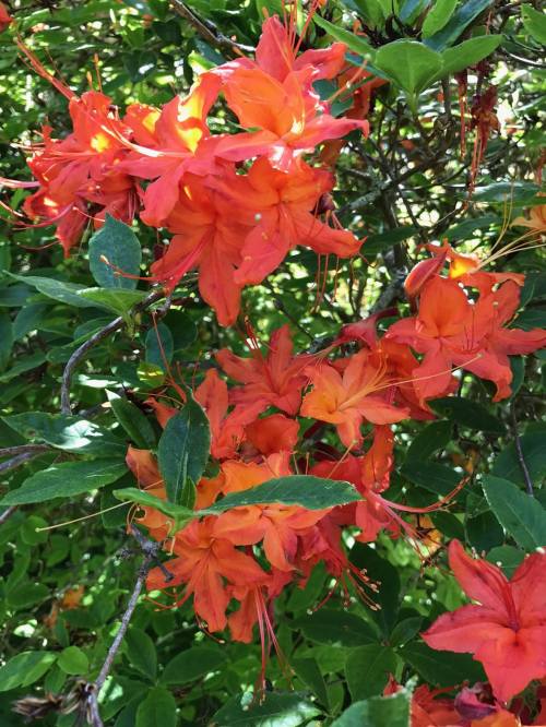 Vibrant orange azalea flowers blooming among green leaves in a sunny garden.