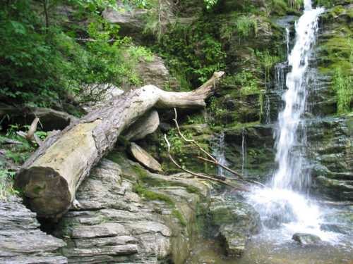 A serene waterfall cascades over mossy rocks, with a fallen log resting nearby amidst lush greenery.