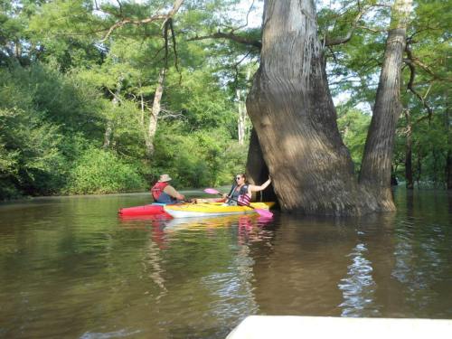 Two people kayaking near a large tree in a calm, green river surrounded by lush vegetation.