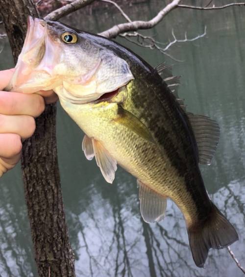 A person holding a large bass fish by the mouth, with a tree and water in the background.