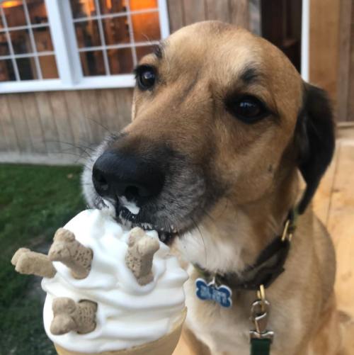 A dog happily enjoying an ice cream cone topped with dog treats, with a playful expression.