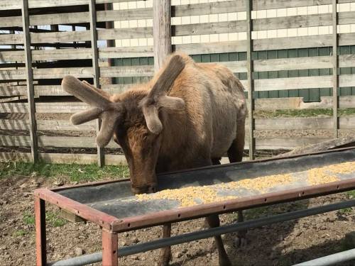 A moose with antlers feeding from a trough in a farmyard setting.