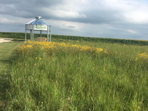 A metal gazebo surrounded by tall grass and yellow wildflowers, with cornfields in the background under a cloudy sky.