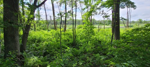 Lush green forest with ferns and trees under a bright sky, creating a serene natural landscape.