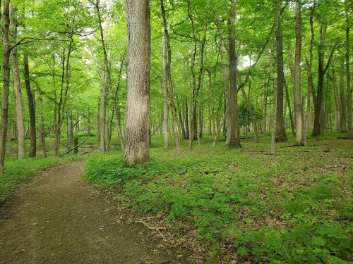 A lush green forest with tall trees and a winding dirt path through the vibrant foliage.