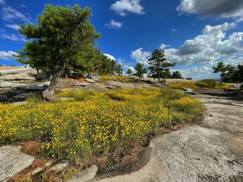 A rocky landscape dotted with vibrant yellow wildflowers and scattered trees under a bright blue sky with fluffy clouds.