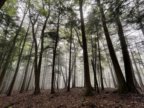 A misty forest with tall trees, creating a serene and atmospheric scene.