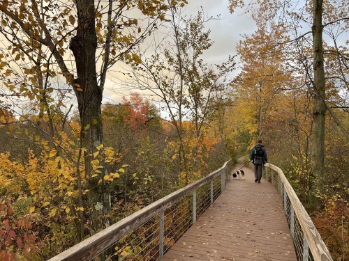 A person walks a dog along a wooden path surrounded by colorful autumn foliage.