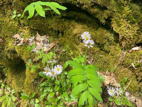 A cluster of white daisies and green leaves growing against a mossy rock background in a natural setting.