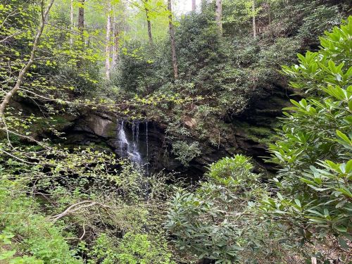 A serene forest scene featuring a small waterfall cascading over rocks, surrounded by lush greenery and trees.