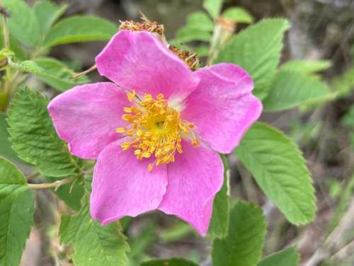 A close-up of a pink wildflower with yellow stamens, surrounded by green leaves.