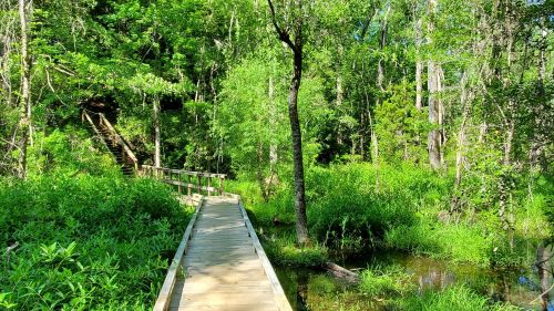A wooden boardwalk winds through lush green foliage and trees beside a small stream in a serene forest setting.