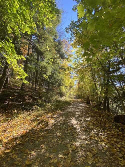 A serene forest path lined with trees, showcasing vibrant autumn foliage under a clear blue sky.