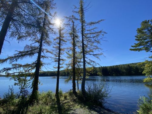 A serene lakeside scene with tall trees, sunlight glinting off the water, and a clear blue sky.