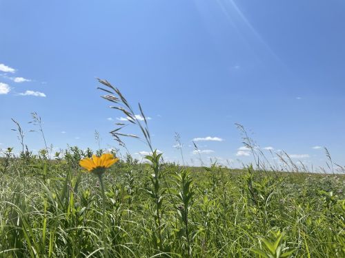 A vibrant yellow flower stands out in a lush green field under a clear blue sky with a few clouds.