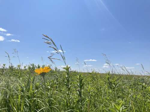 A vibrant yellow flower stands out in a lush green field under a clear blue sky with a few clouds.