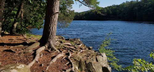 A serene lakeside scene with a tree, exposed roots, and calm blue water surrounded by lush greenery.