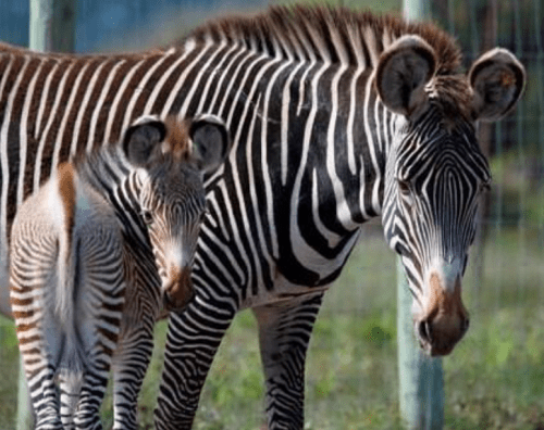 A mother zebra stands beside her young foal, both displaying their distinctive black and white stripes.