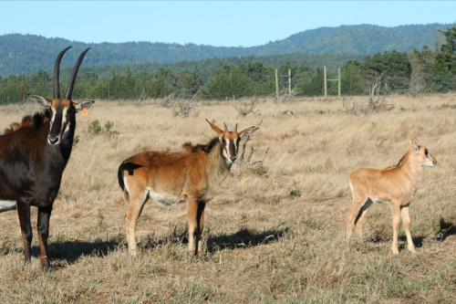 Three antelope-like animals stand in a grassy field with a forested background under a clear blue sky.