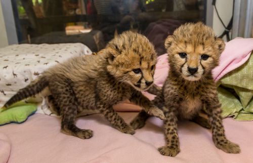 Two playful cheetah cubs exploring their surroundings on a soft, colorful blanket.