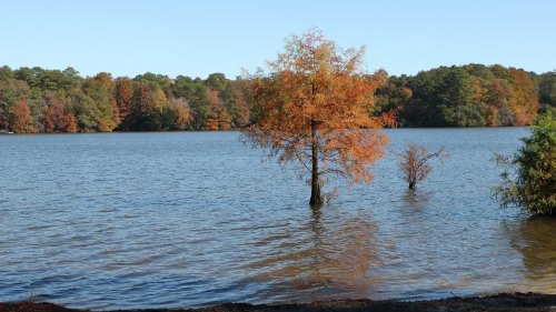 A serene lake scene with trees displaying autumn colors, reflecting in the calm water under a clear blue sky.