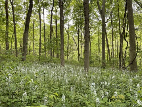 A lush green forest with tall trees and a carpet of white flowers covering the ground.