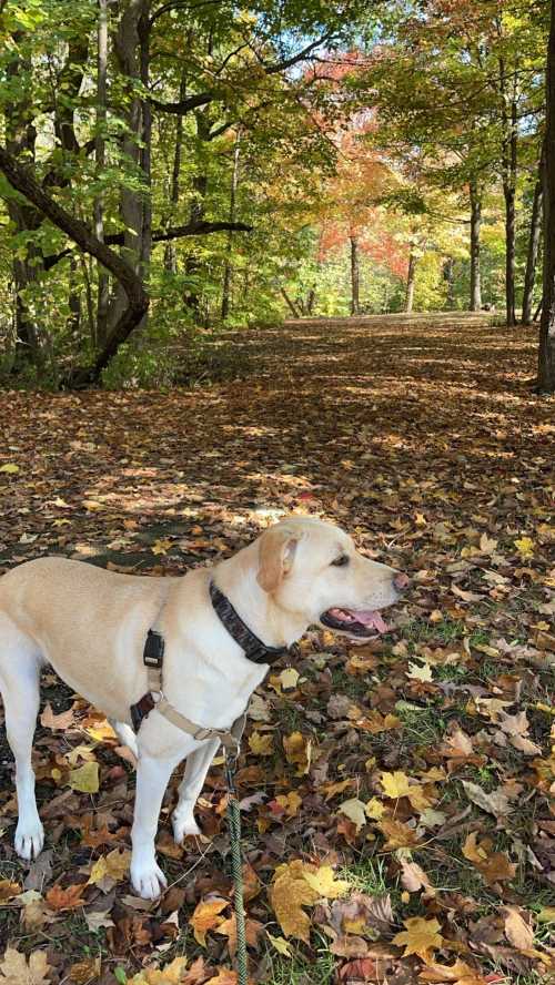 A yellow lab stands on a path covered in autumn leaves, surrounded by colorful trees in a serene forest setting.