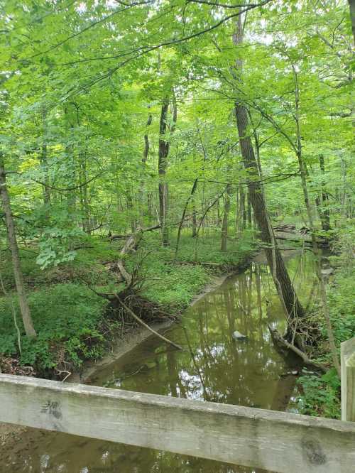 A serene forest scene with a small creek surrounded by lush green trees and underbrush.