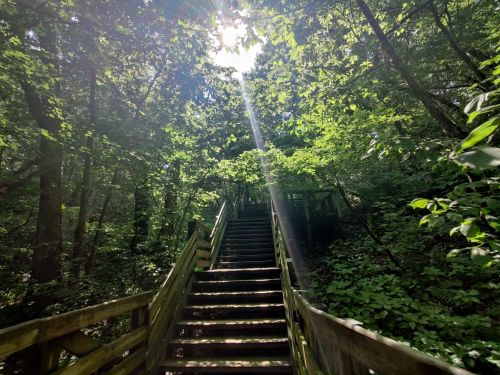 A wooden staircase leads upward through a lush, green forest, with sunlight streaming through the trees above.