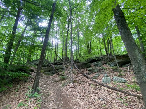 A forest path leads through tall trees and rocky terrain, with green foliage and scattered leaves on the ground.