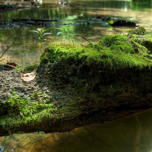A moss-covered log extends over a calm stream, surrounded by lush greenery and soft sunlight filtering through the trees.