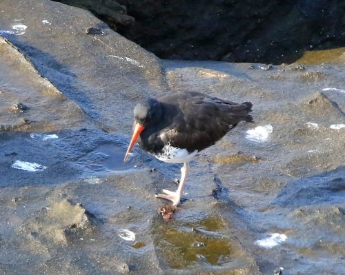 A black and white bird with a long orange beak stands on a rocky surface near water.