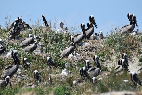 A colony of pelicans nesting on a grassy area, with adults and chicks visible under a clear blue sky.